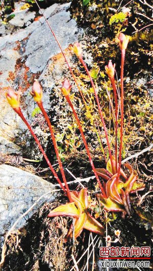 ��̫��ɽ����ĸ�ɽ��������¿��&ldquo;��Ұ�ķ�&rdquo;�㣨ͼƬת�ԣ�����������