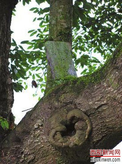 ����һ�����з����������&ldquo;��а��&rdquo;