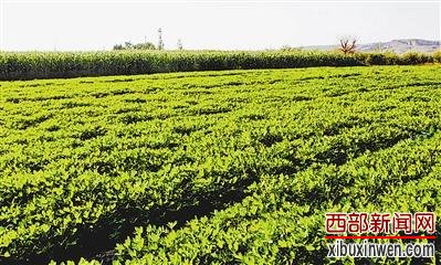 ����������ٴ�80������������40����