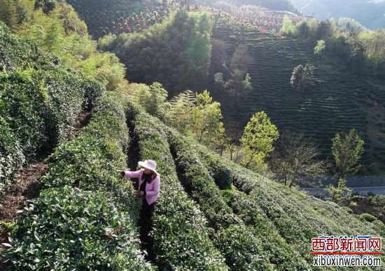 ����������3������ƽ������崺ò